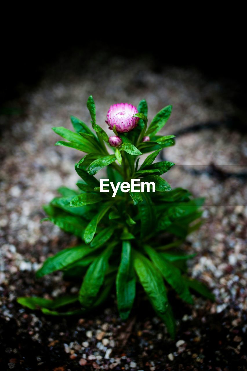 Flower growing on rock