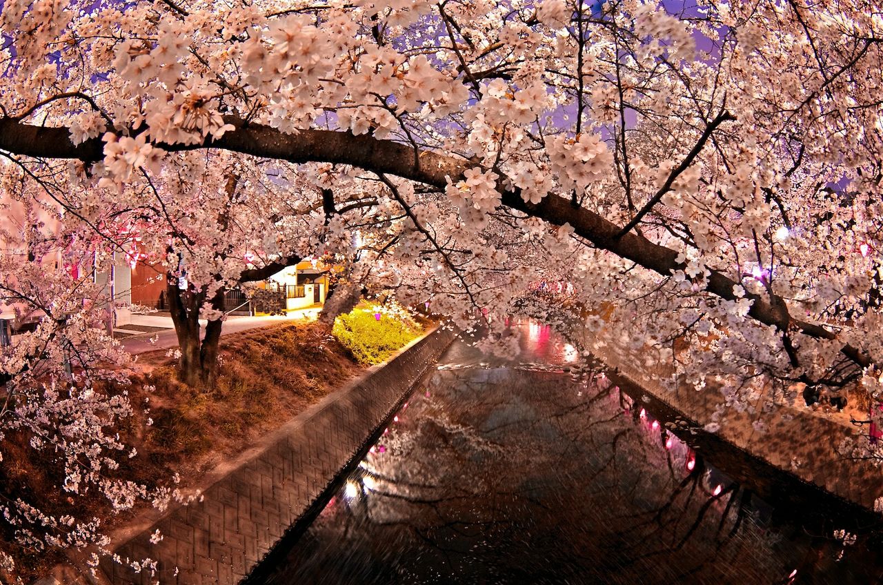 Flowering branches over canal