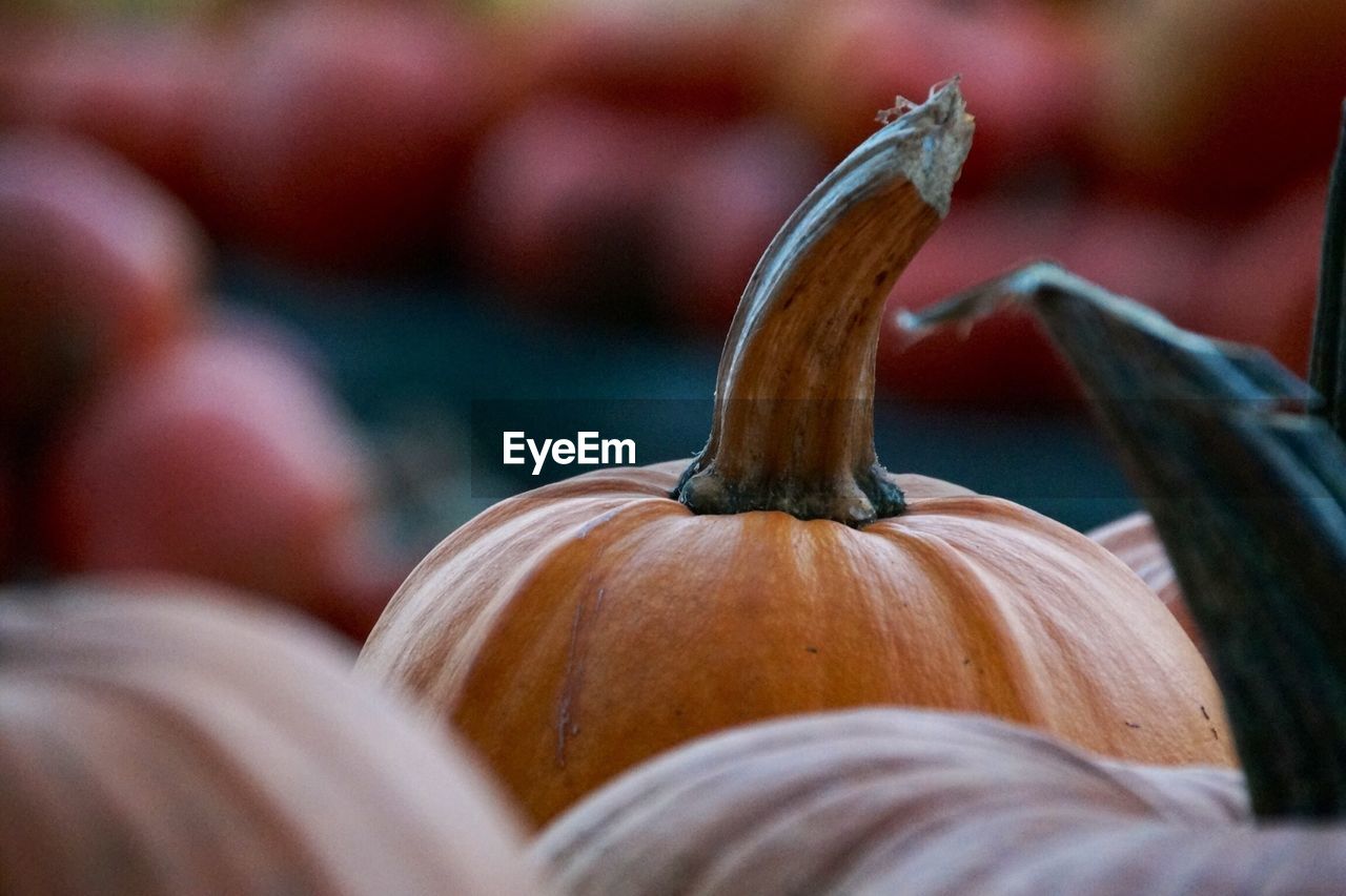 Pumpkins for sale