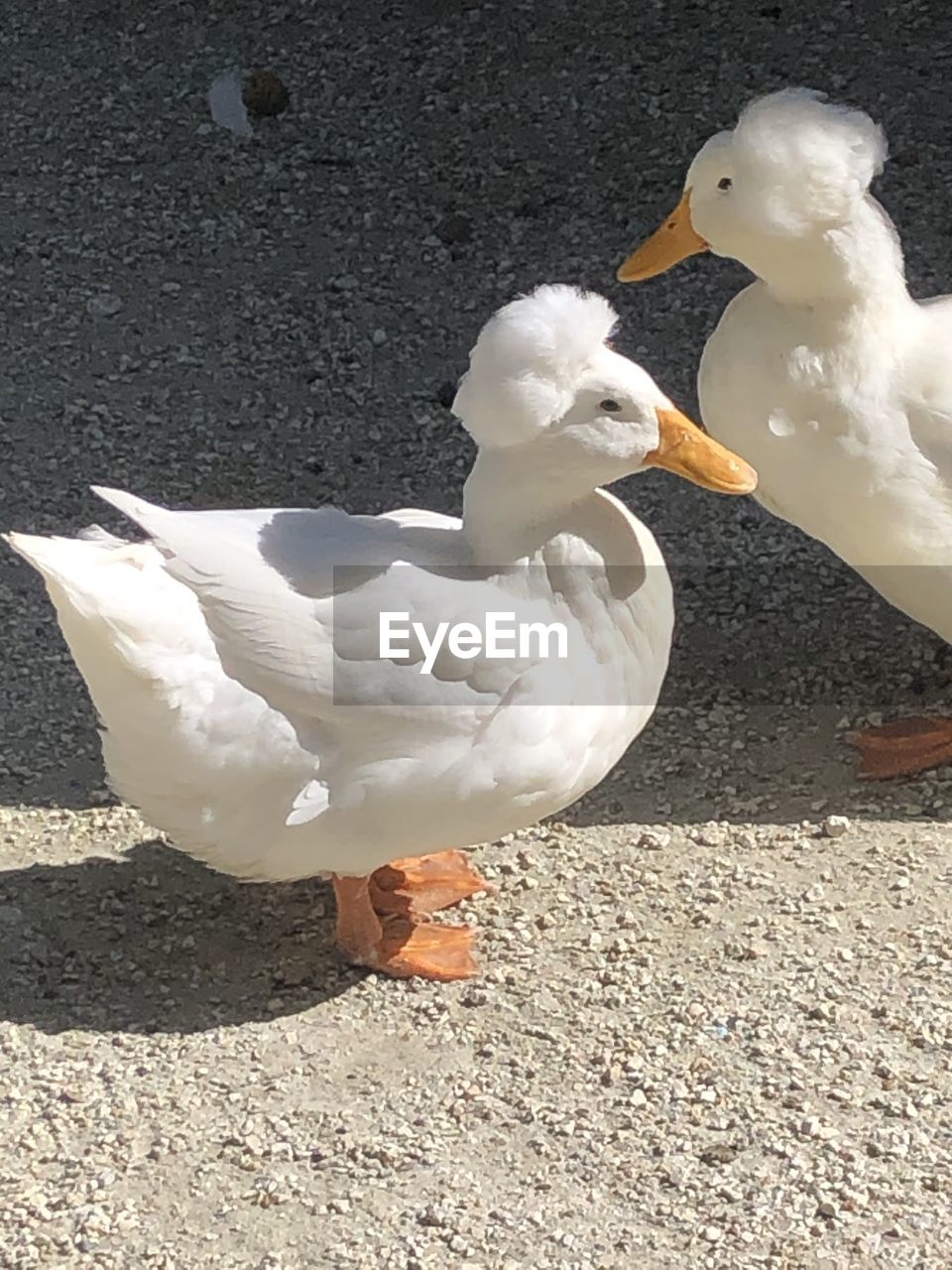 HIGH ANGLE VIEW OF SEAGULLS ON THE GROUND