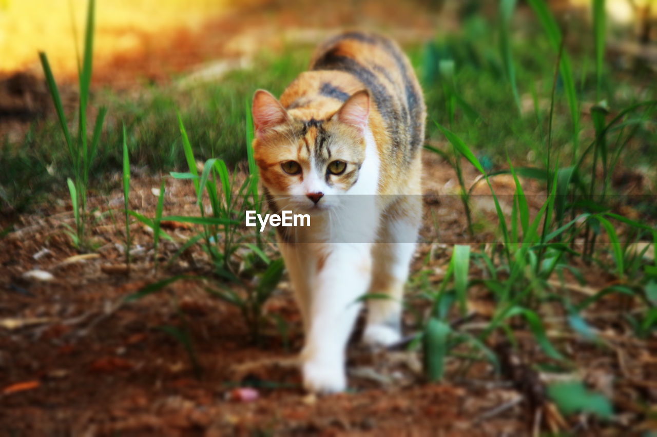 VIEW OF A CAT ON GRASS