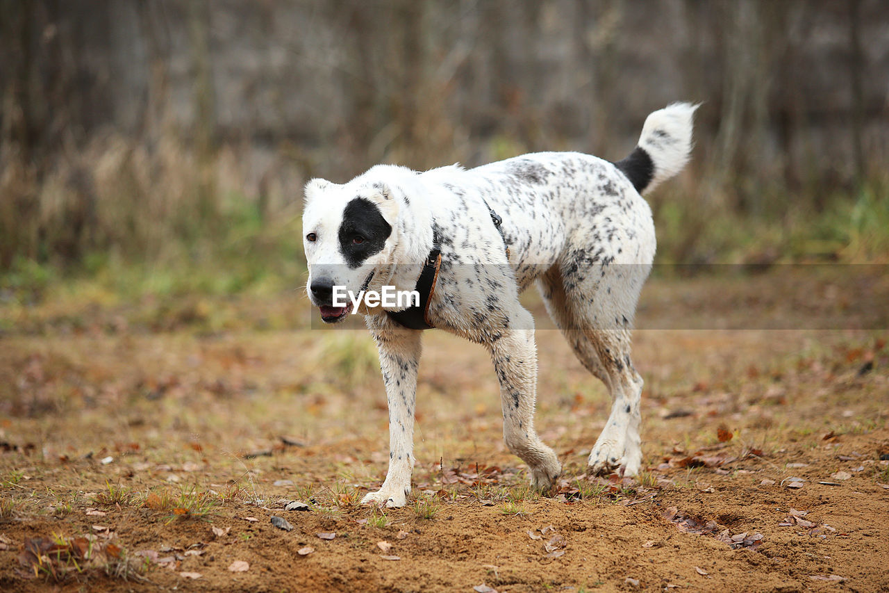 DOG STANDING IN A FIELD