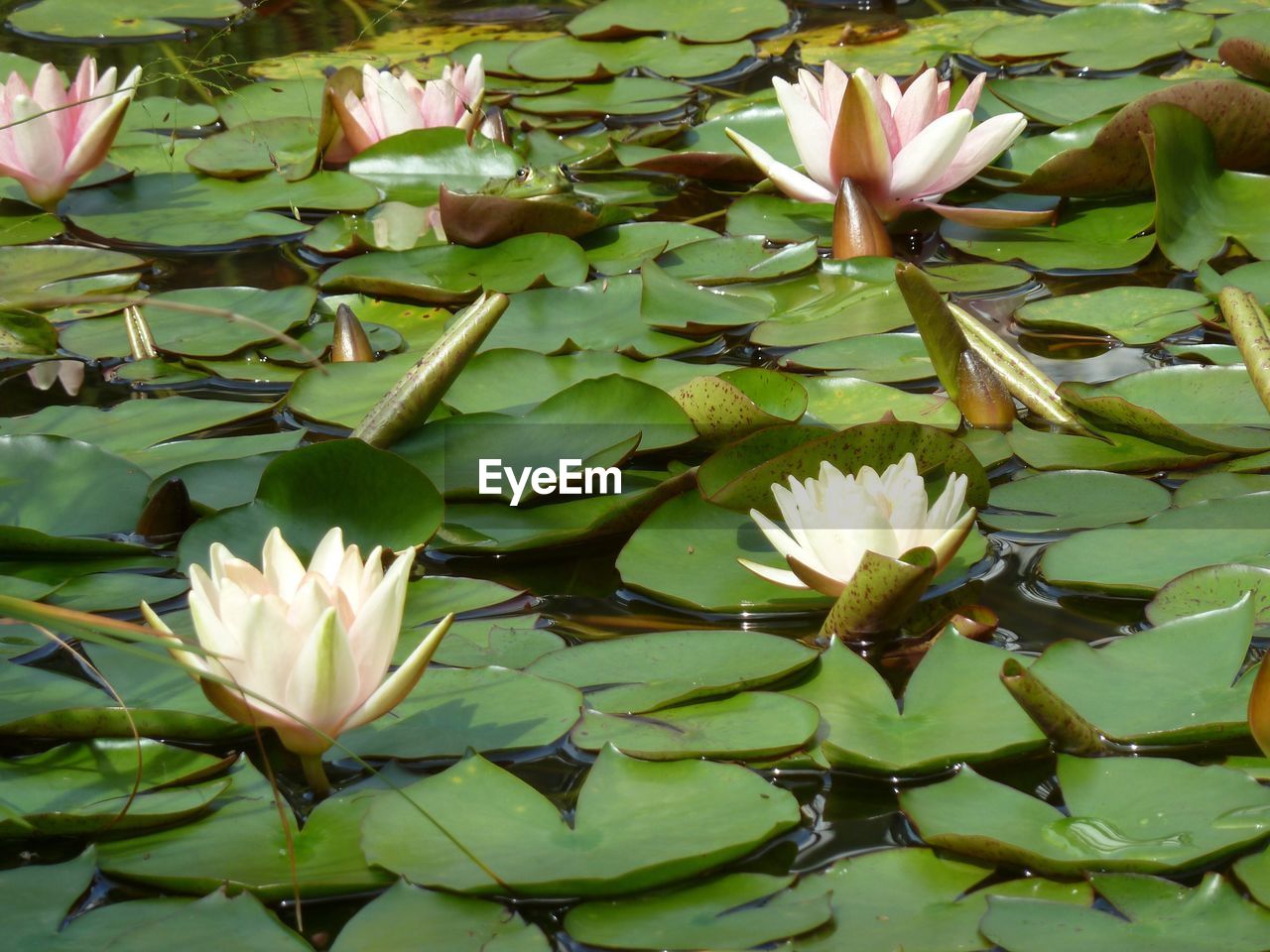 CLOSE-UP OF LOTUS WATER LILY BLOOMING IN LAKE