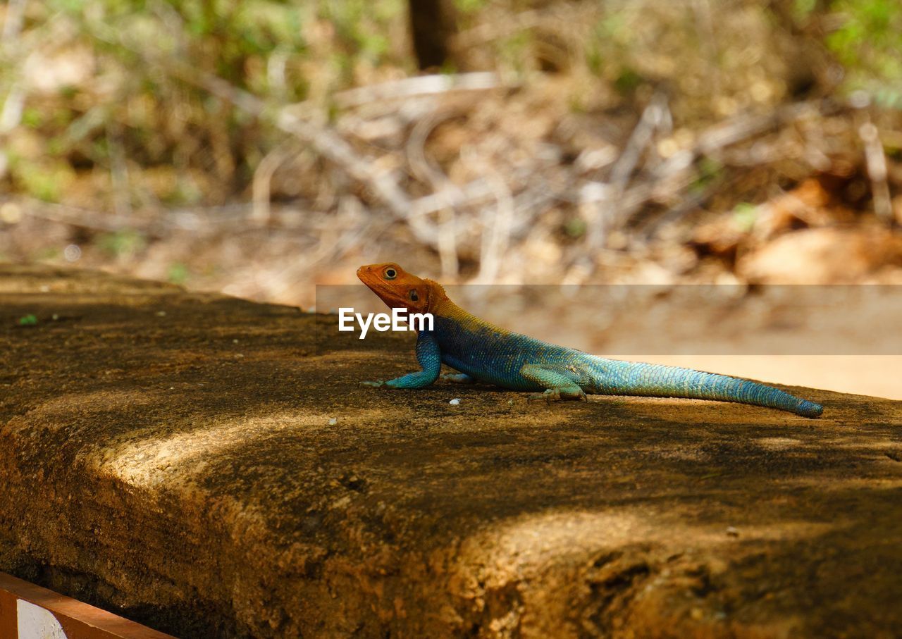 LIZARD ON ROCK