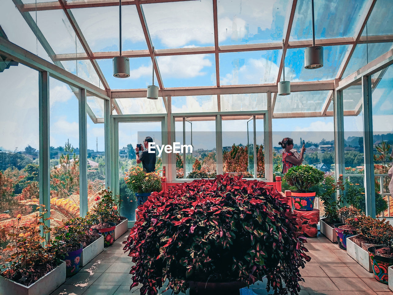 People photographing while standing in greenhouse