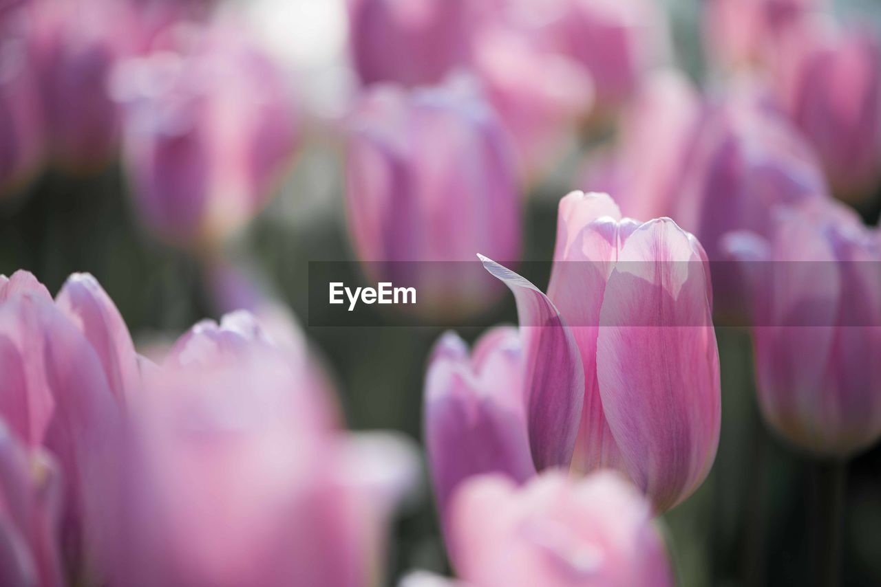 Close-up of pink tulips, full frame