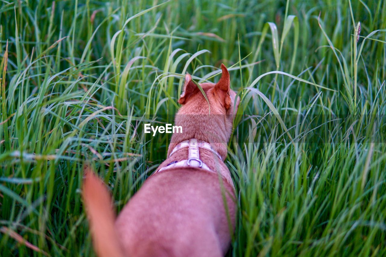 Rear view of dog walking amidst grass on field