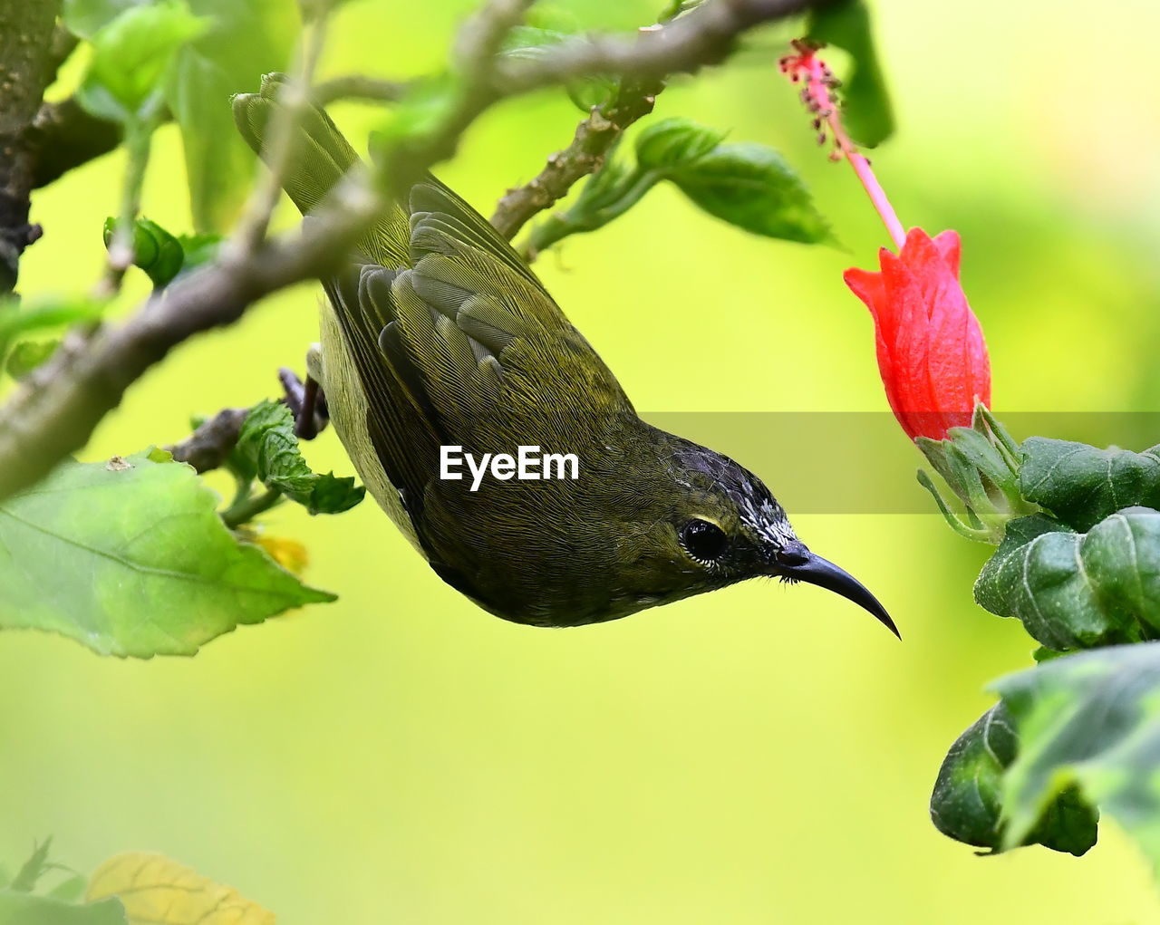 CLOSE-UP OF BIRD PERCHING ON LEAF