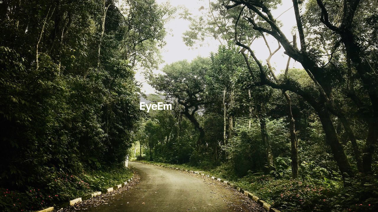 Road amidst trees in forest