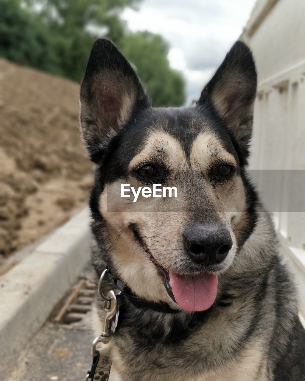 Close-up portrait of a dog