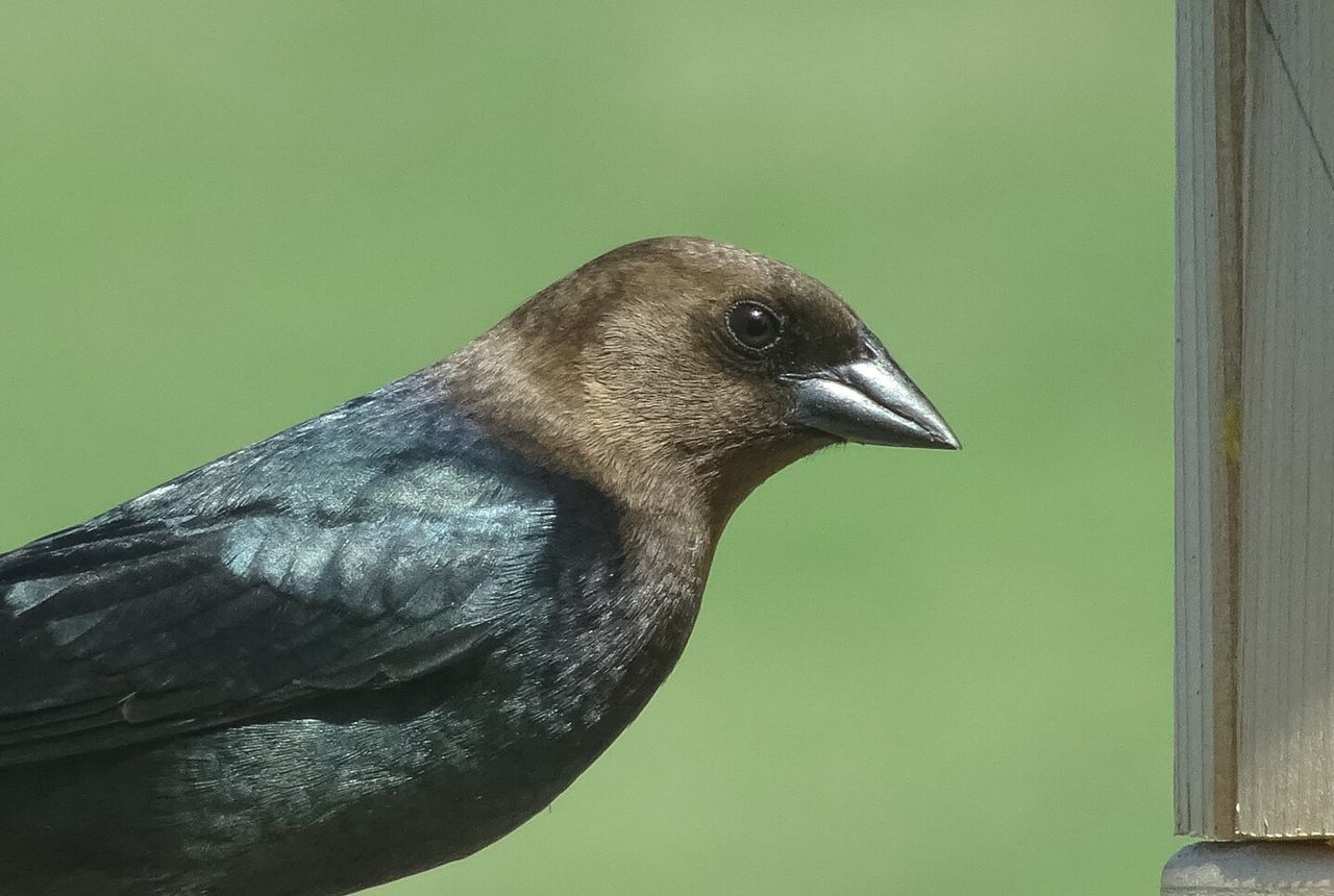 CLOSE-UP OF BIRD PERCHING ON LEAF