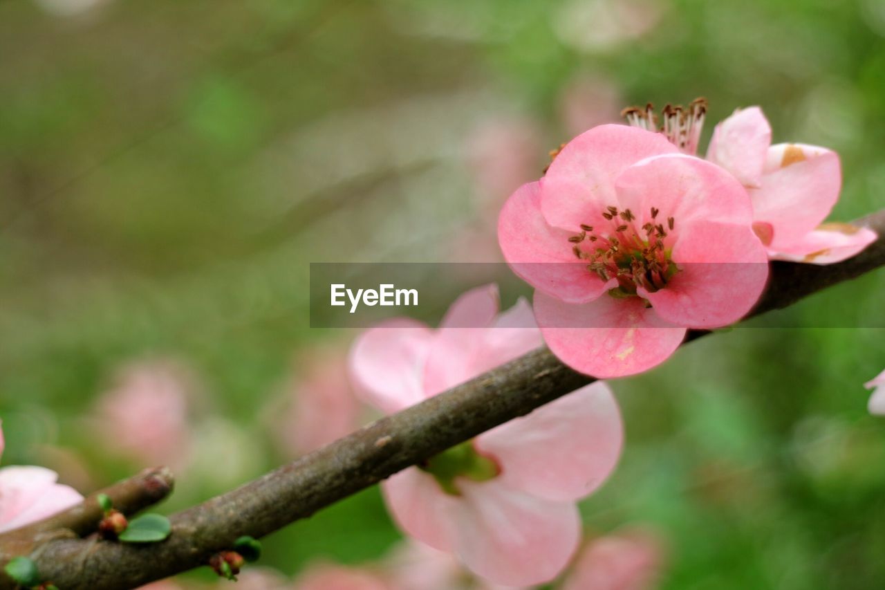 Close-up of pink flower