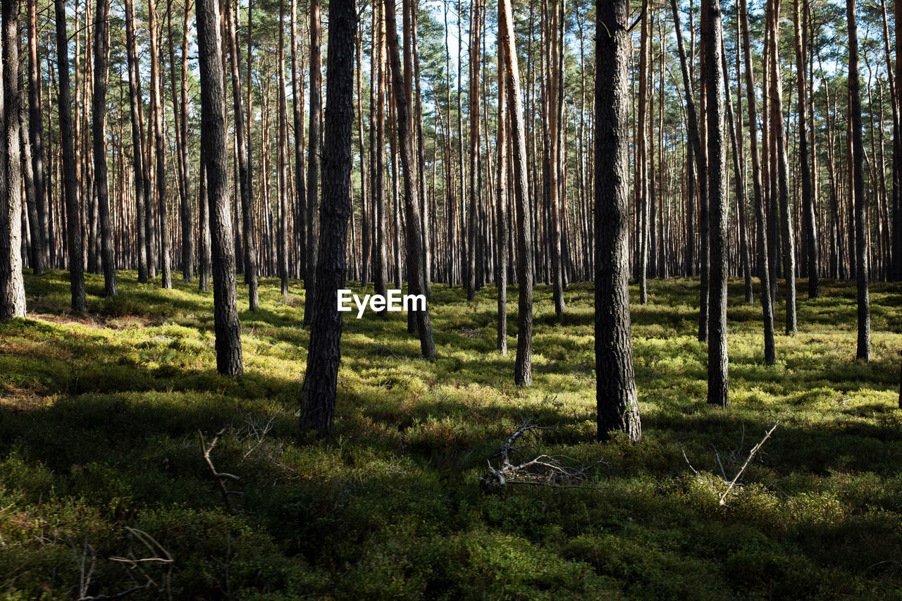 Trees on field in forest