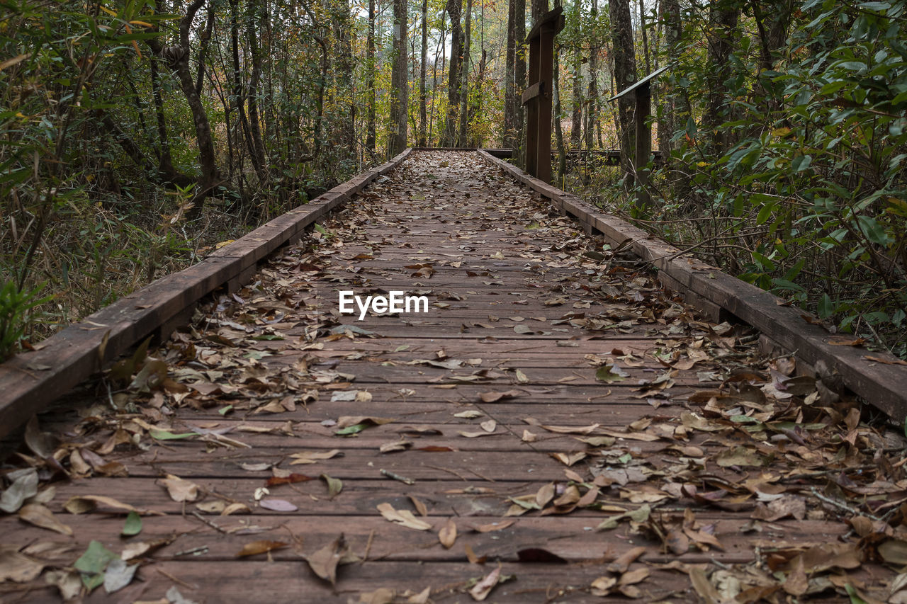 SURFACE LEVEL OF RAILROAD TRACKS IN FOREST