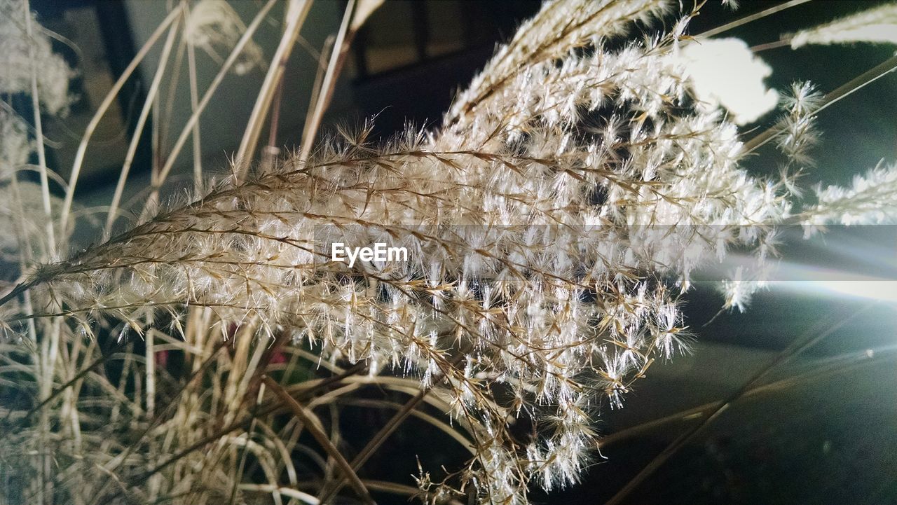 CLOSE-UP OF PLANT