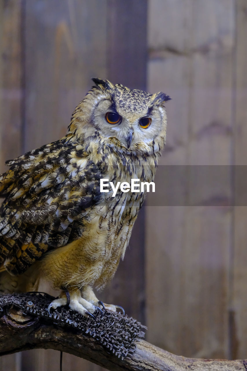 CLOSE-UP PORTRAIT OF OWL PERCHING ON BRANCH