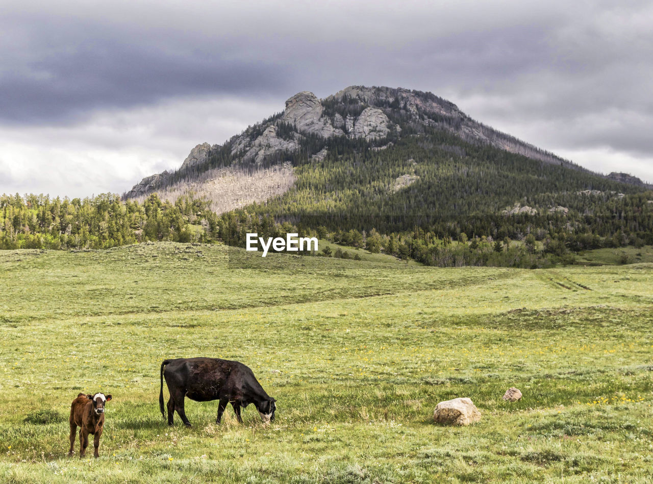 COWS GRAZING ON FIELD AGAINST MOUNTAIN