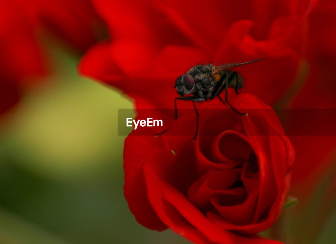 Beautiful red rose with a fly