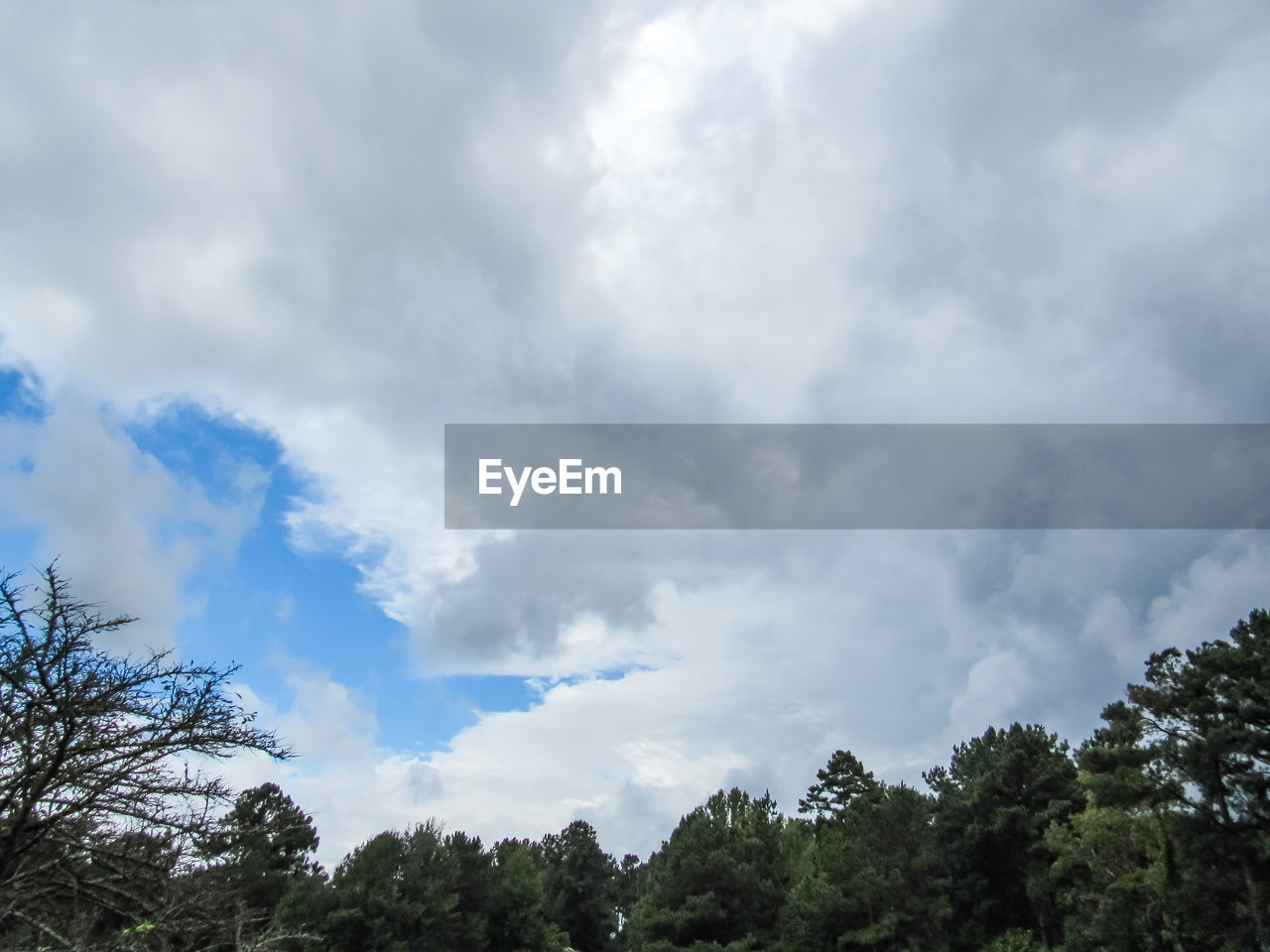 Here comes Tropical Storm Harvey Mississippi  Weather Photography Sky Tree Line Tropical Storm Hurricane Rain Clouds Weather Tropical Climate Harvey Storm Cloud Tornado Weather Beauty In Nature Clouds And Sky Tree Cloud - Sky Outdoors Day No People Forest Nature Spraying Beauty In Nature