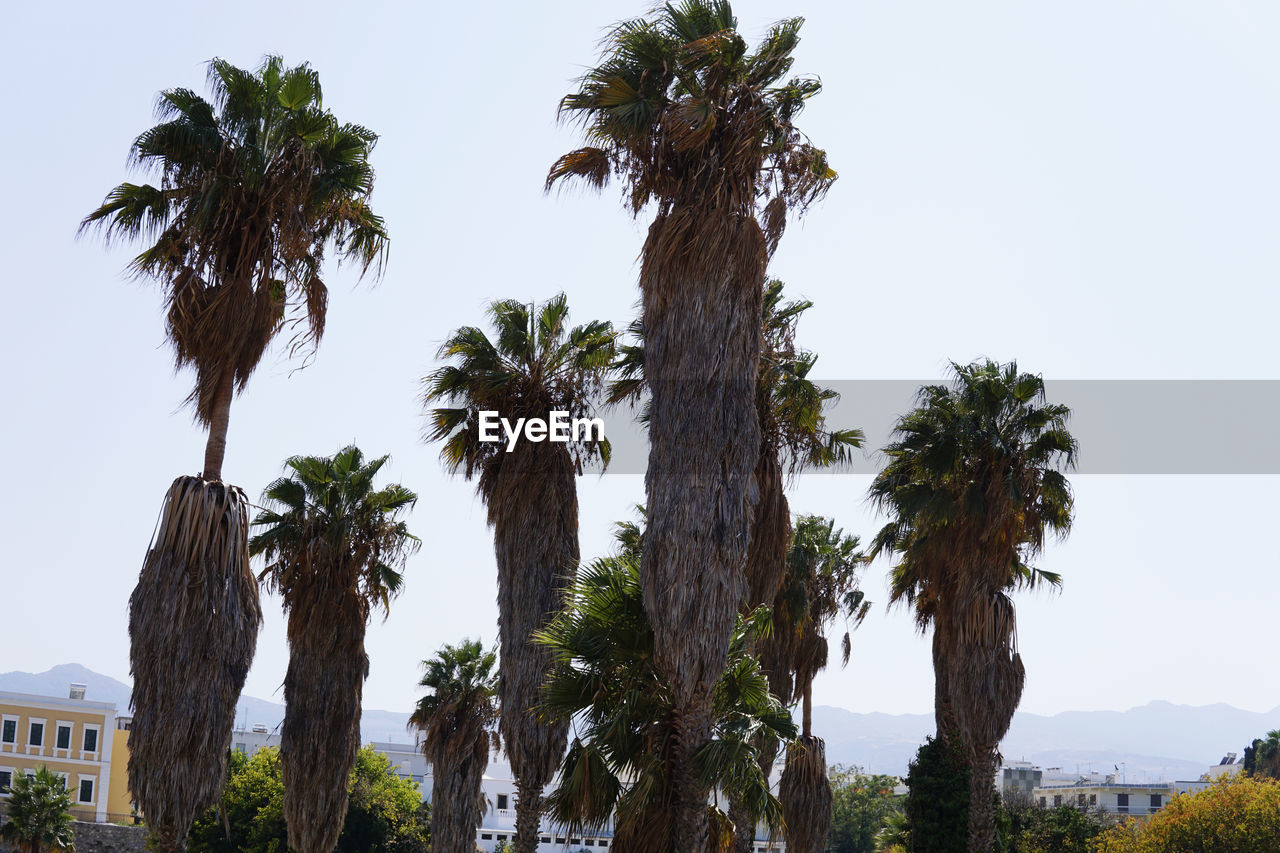 LOW ANGLE VIEW OF PALM TREES AGAINST SKY