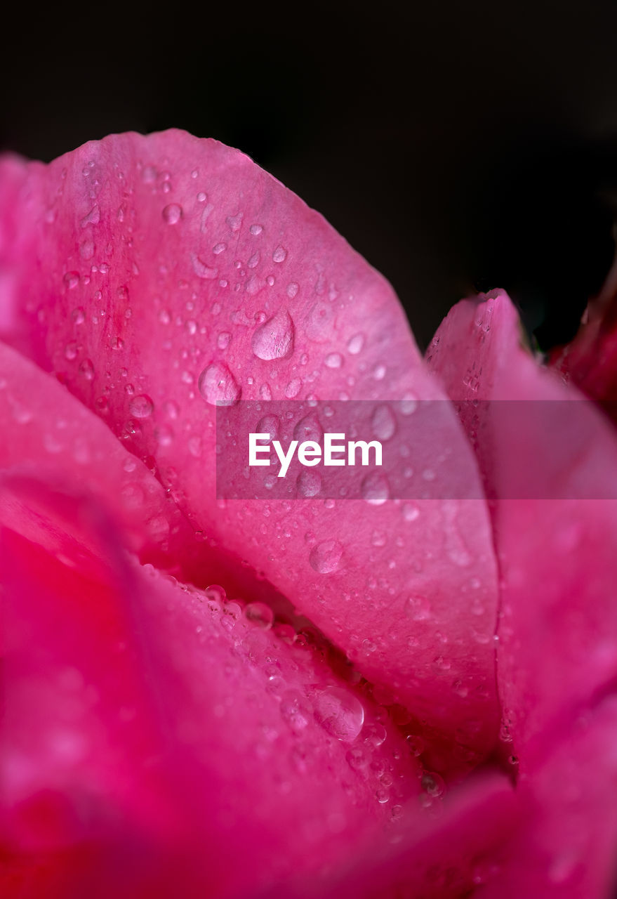 pink, flower, flowering plant, drop, water, freshness, plant, petal, beauty in nature, wet, close-up, macro photography, inflorescence, flower head, fragility, nature, red, growth, dew, magenta, purple, rose, no people, moisture, rain, springtime, blossom, selective focus, extreme close-up, outdoors, raindrop, plant stem, vibrant color, botany, macro, pollen, leaf