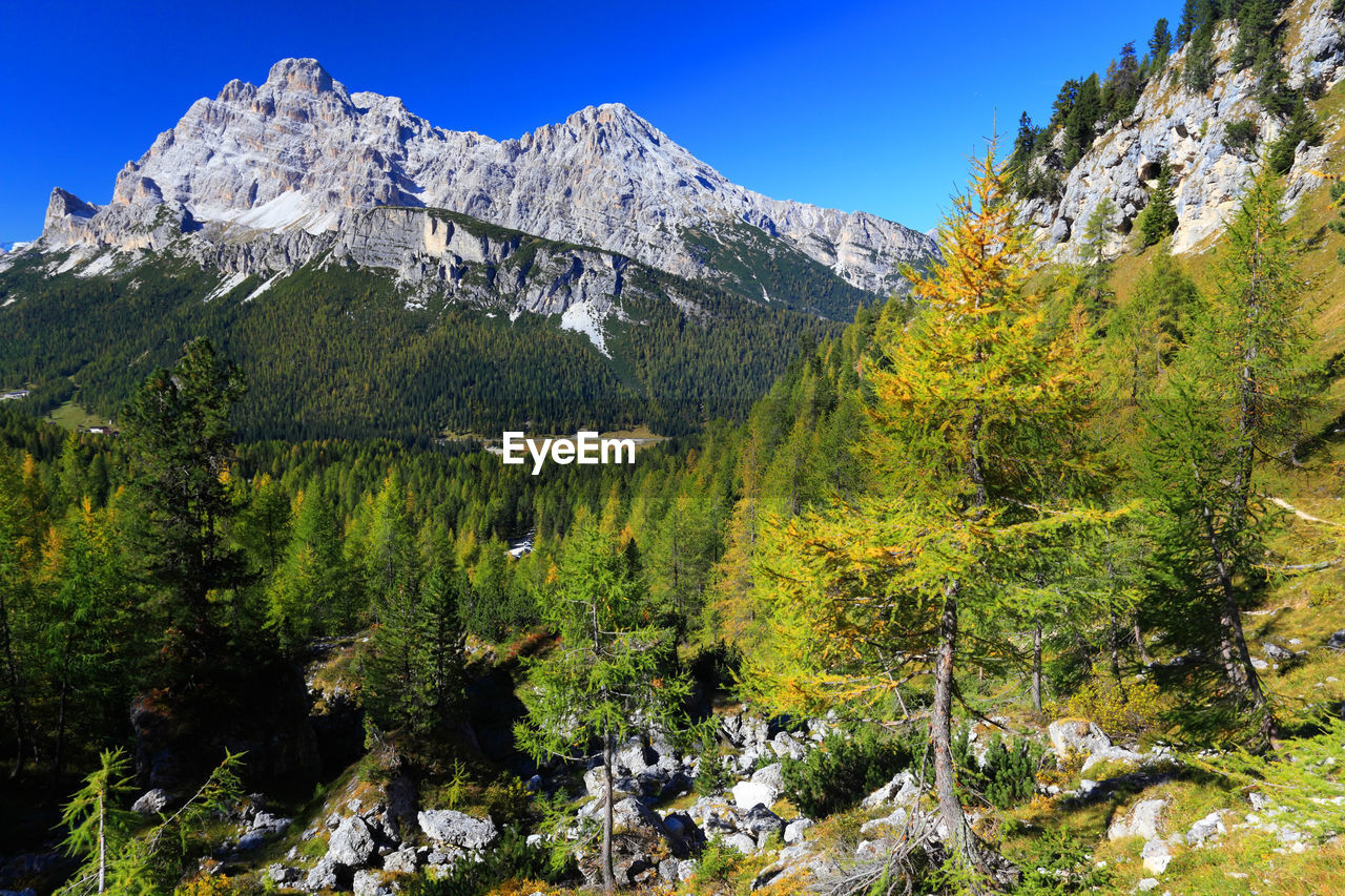 Scenic view of trees growing on mountains against clear sky