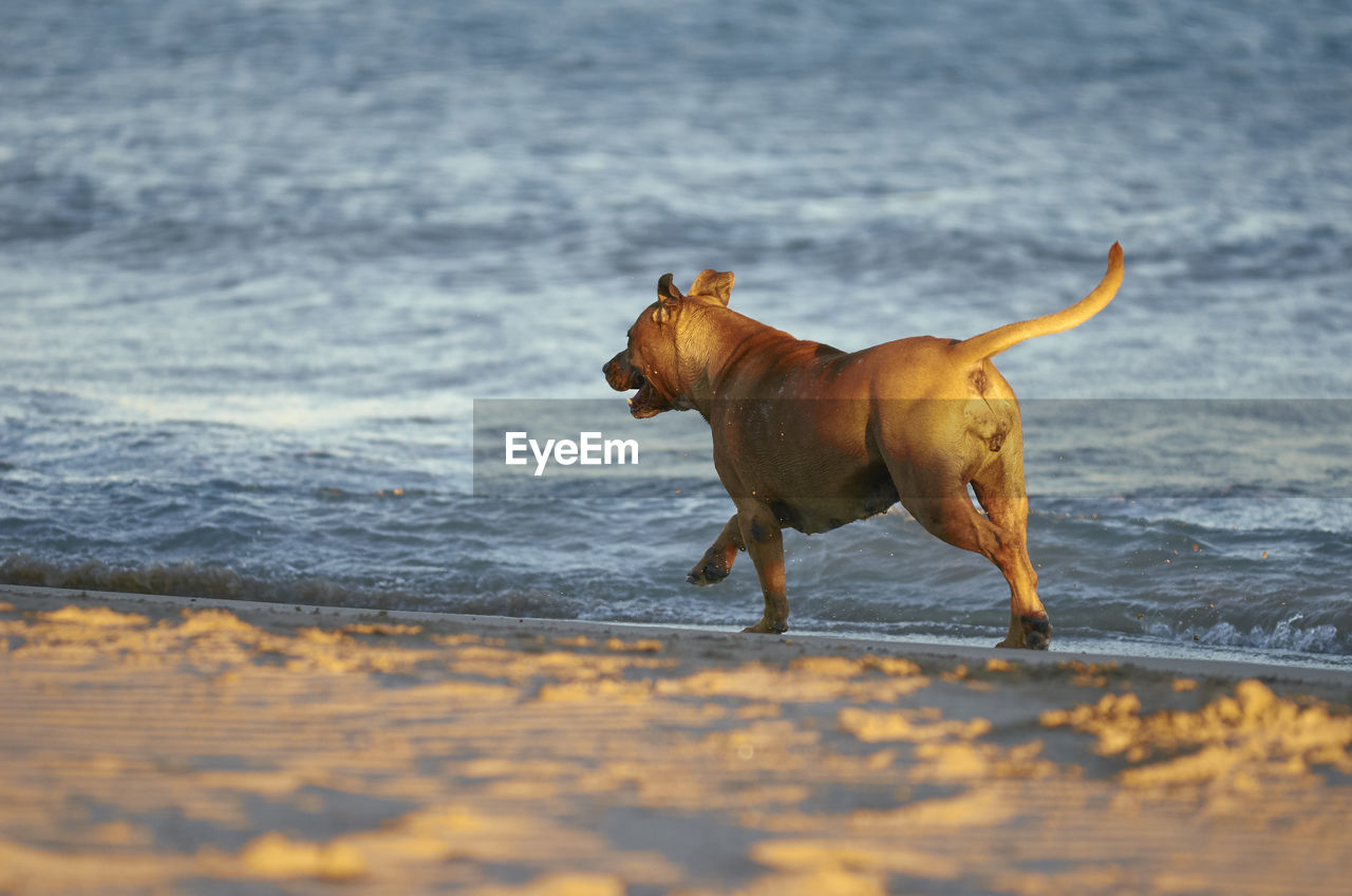 DOG RUNNING IN WATER