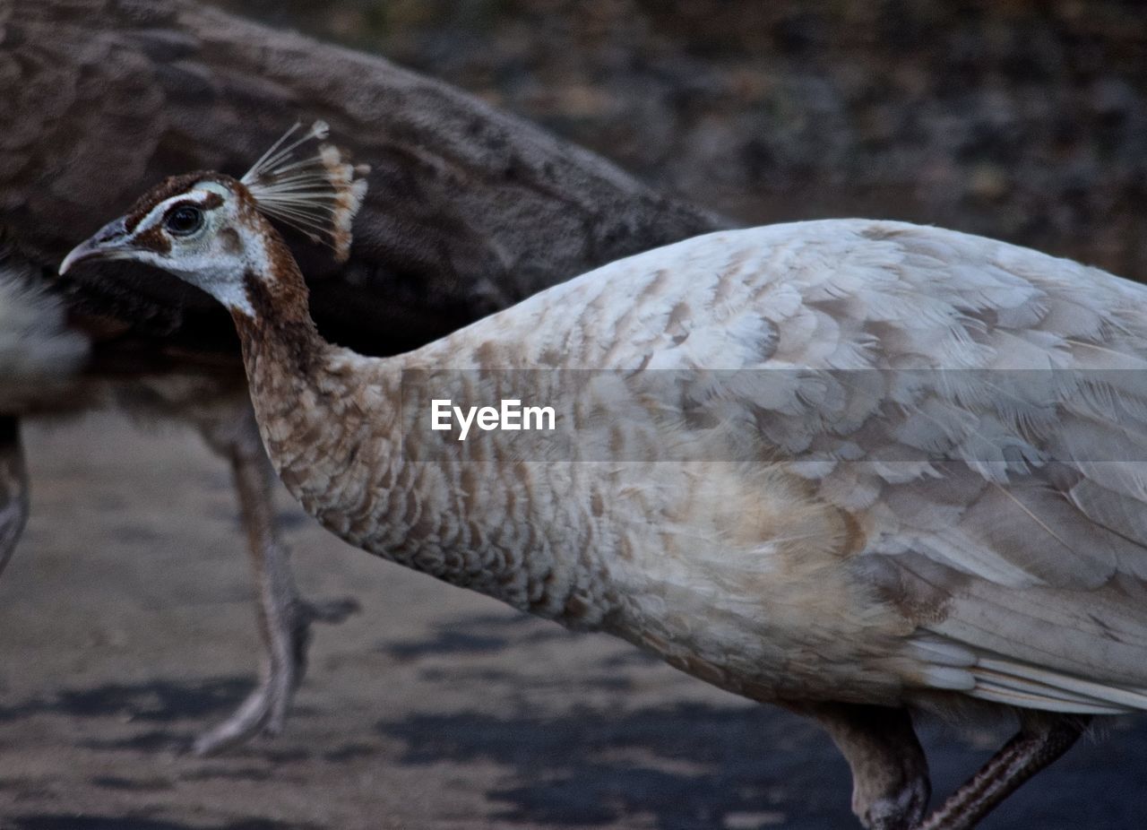 CLOSE-UP OF BIRD ON GROUND