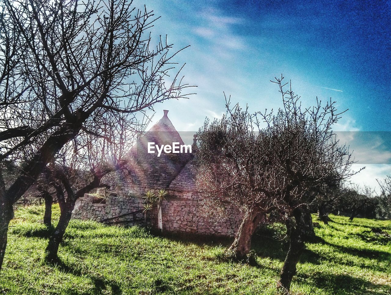 BARE TREES ON GRASSY FIELD AGAINST SKY