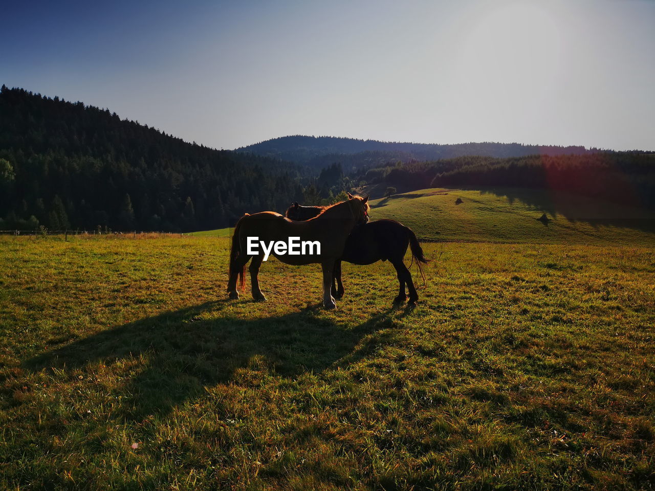 Horse standing in a field