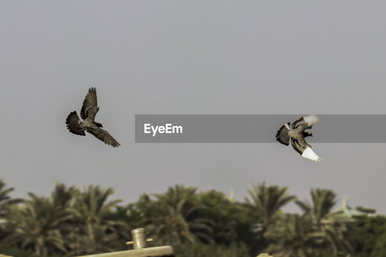 Low angle view of birds flying against the sky