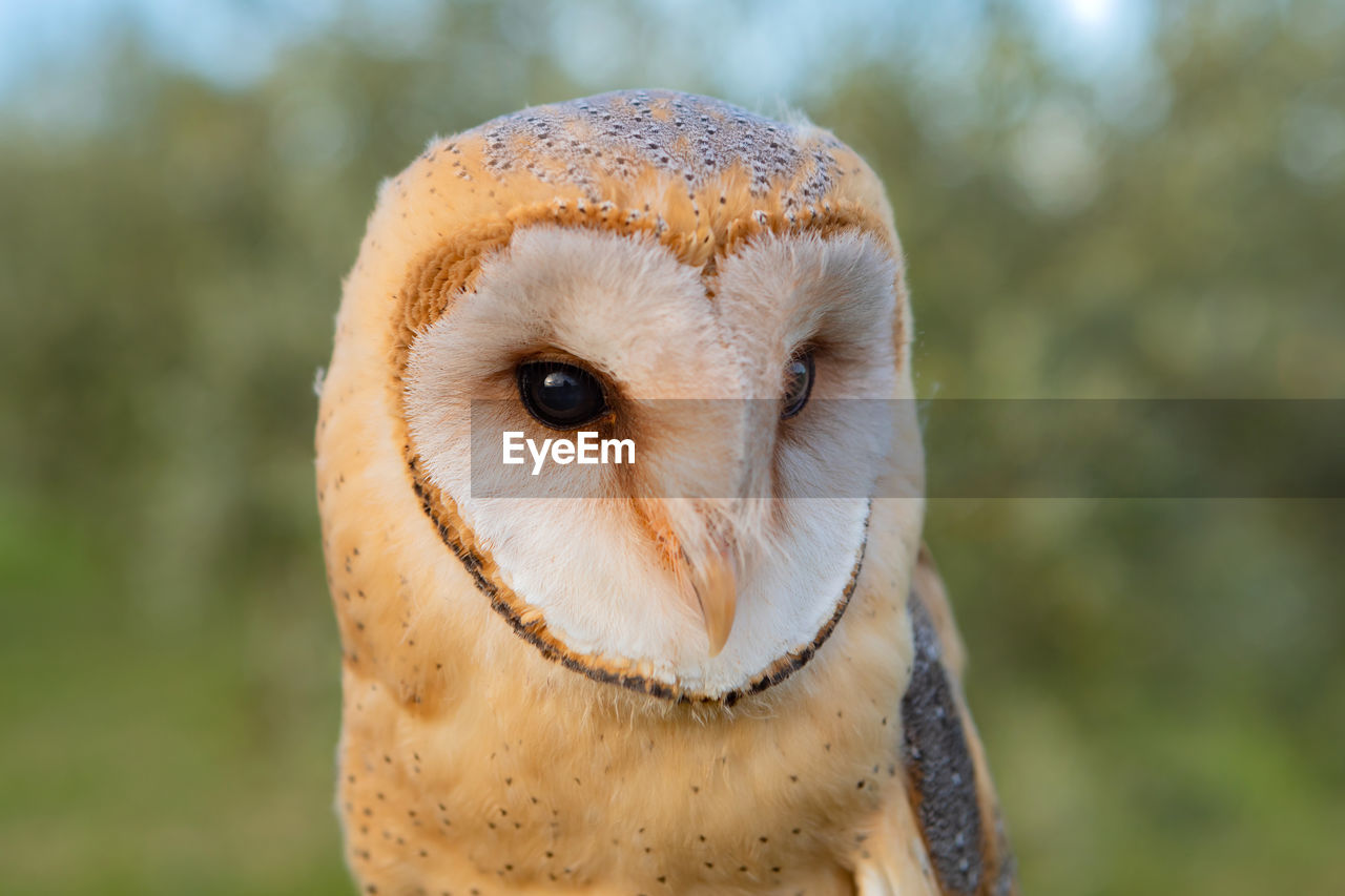 CLOSE-UP PORTRAIT OF OWL OUTDOORS