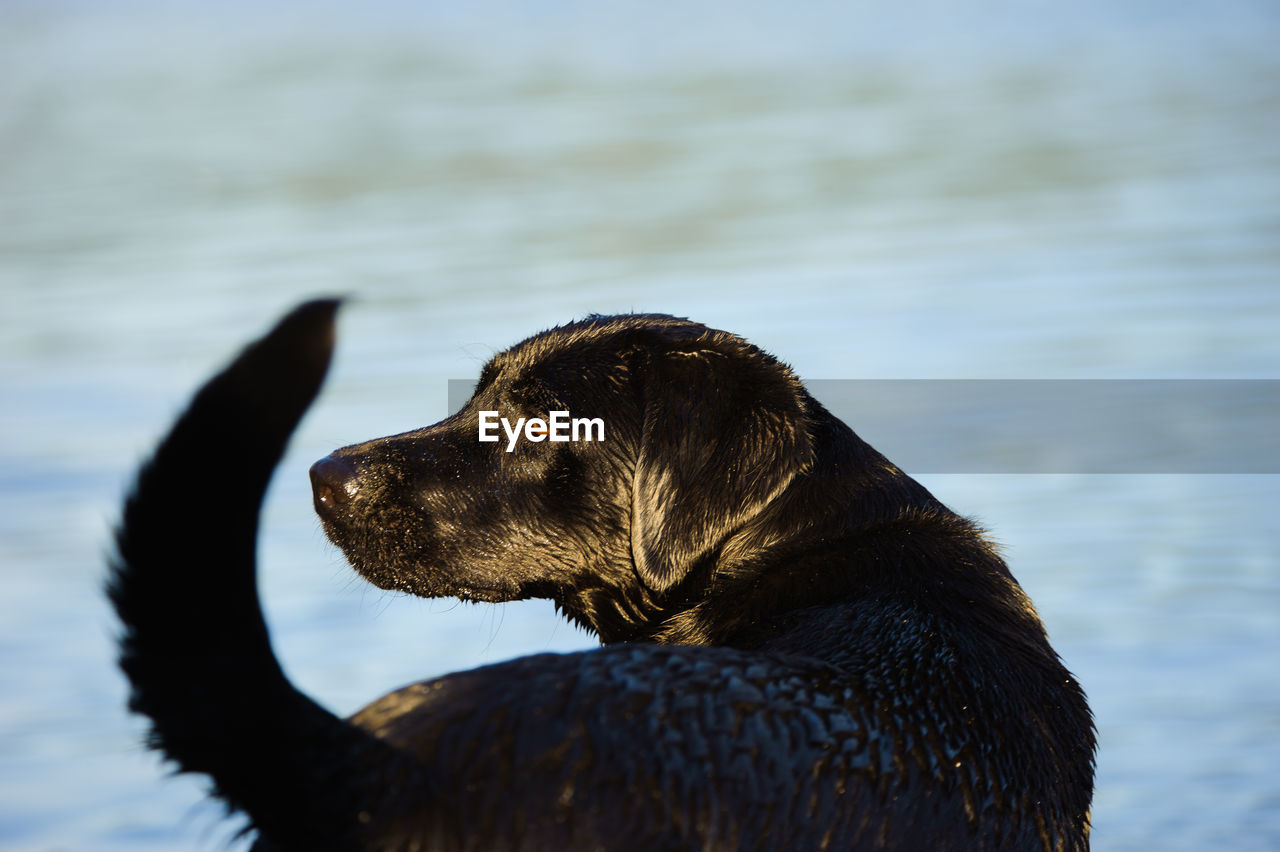 Close-up of black labrador retriever looking away