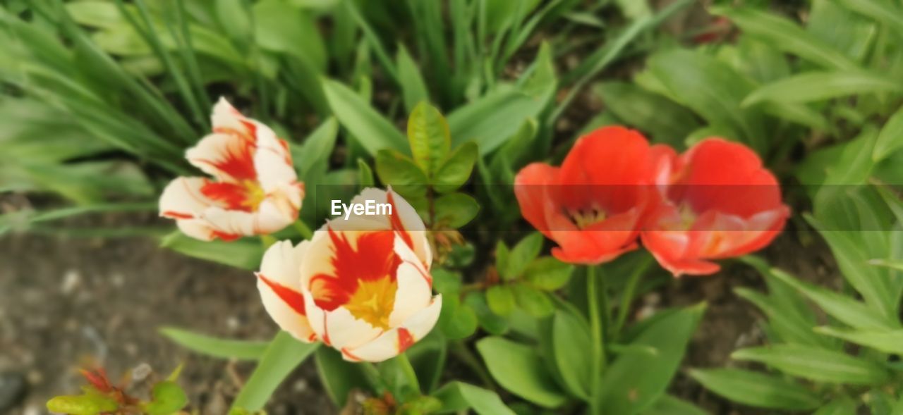 plant, flower, flowering plant, beauty in nature, freshness, close-up, petal, nature, tulip, fragility, growth, leaf, plant part, flower head, inflorescence, red, green, no people, focus on foreground, day, botany, outdoors, land, springtime, orange color, field, blossom