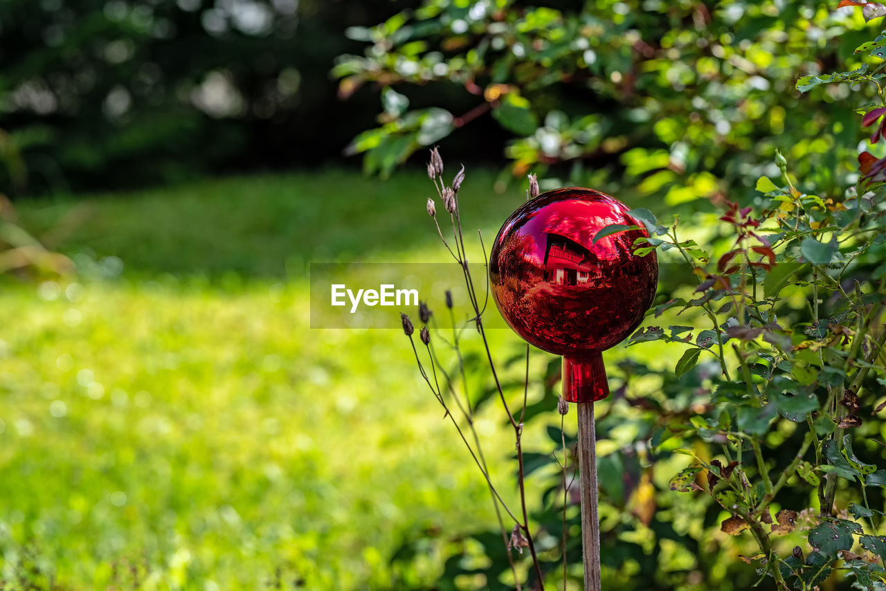 plant, flower, green, nature, leaf, grass, autumn, red, lawn, meadow, tree, no people, garden, growth, freshness, beauty in nature, day, outdoors, focus on foreground, branch, food, food and drink, flowering plant, sunlight, land, fruit, close-up, wildflower, field, blossom, macro photography