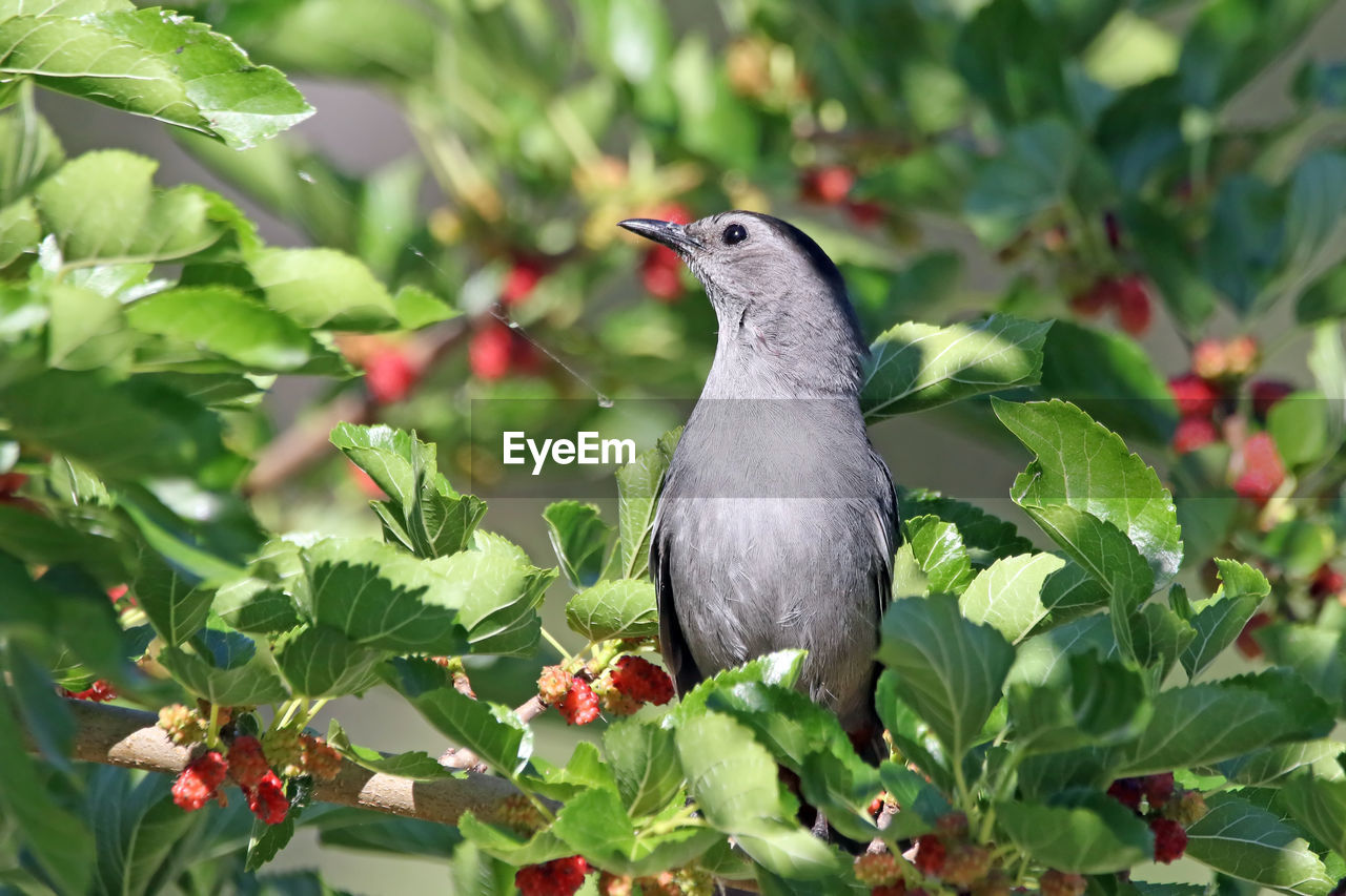 Close-up of gray catbird perching on twig