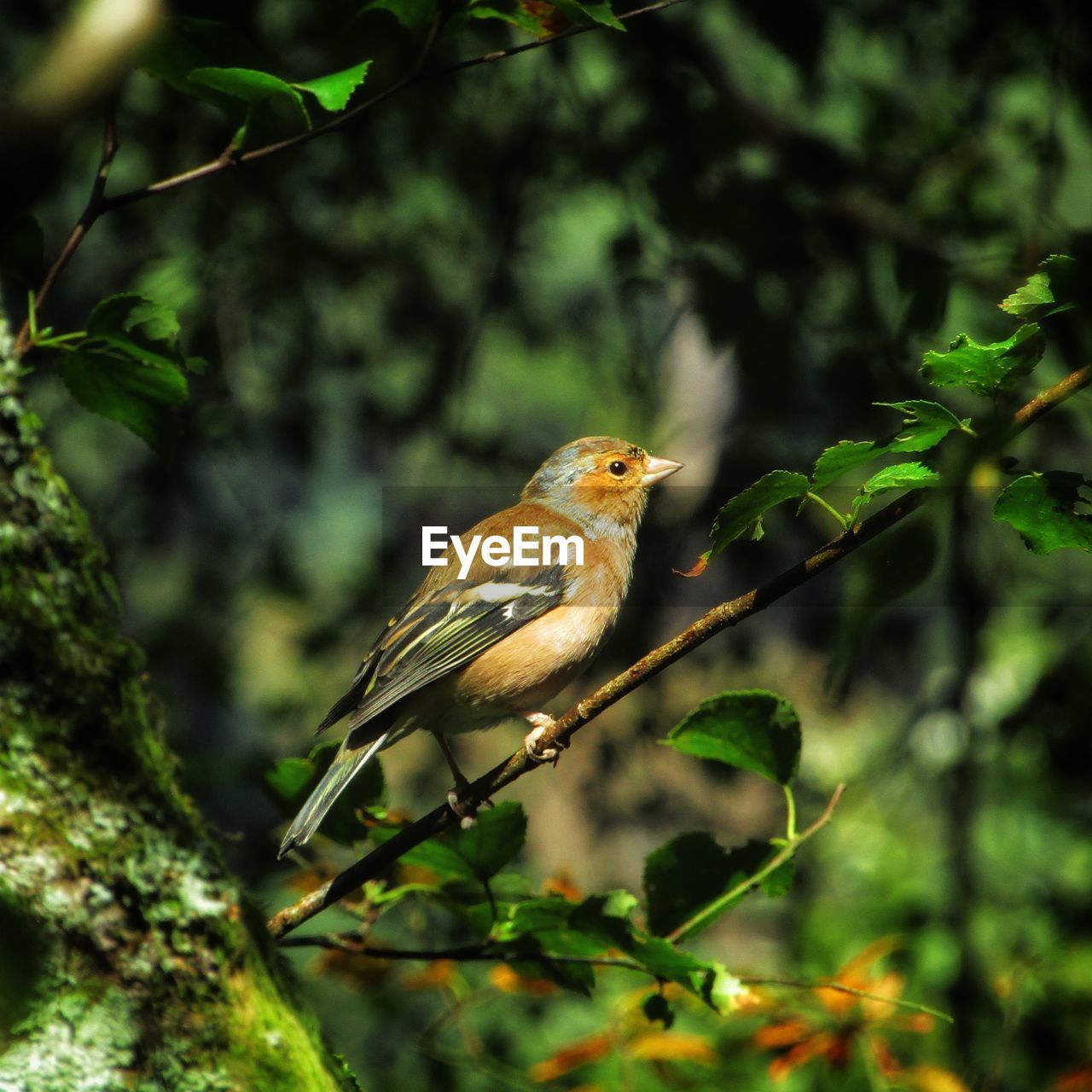 BIRD PERCHING ON TREE