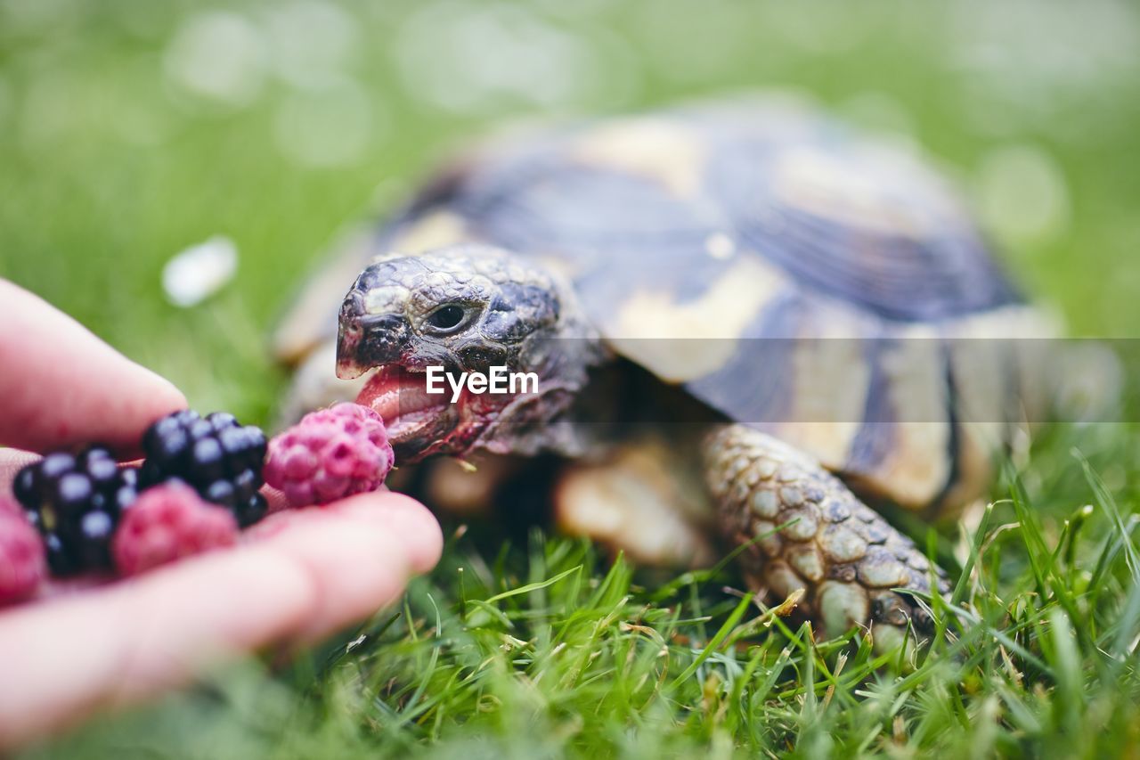 Raspberry and blackberry for home turtle. hand with fruit for domestic pet on back yard.