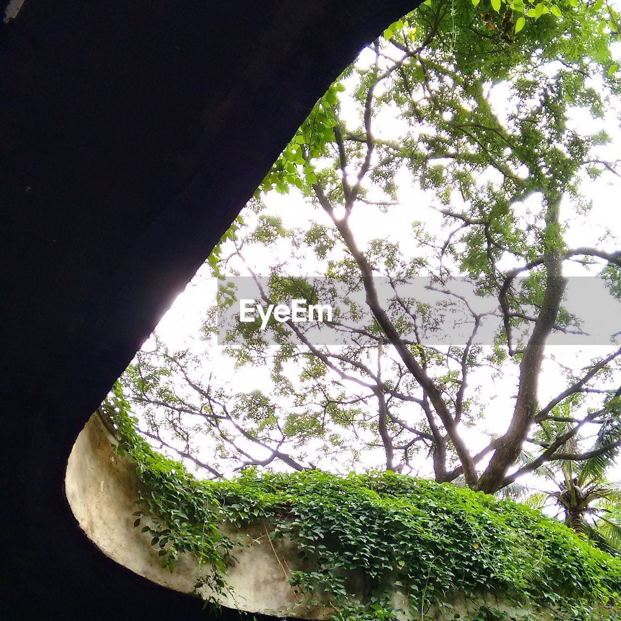 CLOSE-UP LOW ANGLE VIEW OF TREE AGAINST SKY