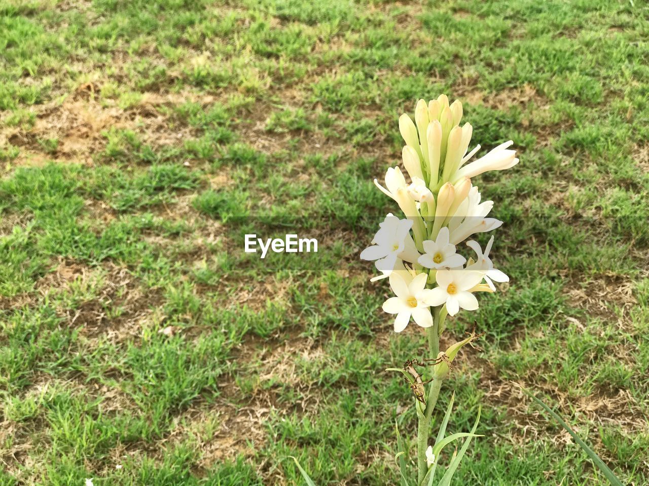 CLOSE-UP OF FLOWERS BLOOMING IN FIELD