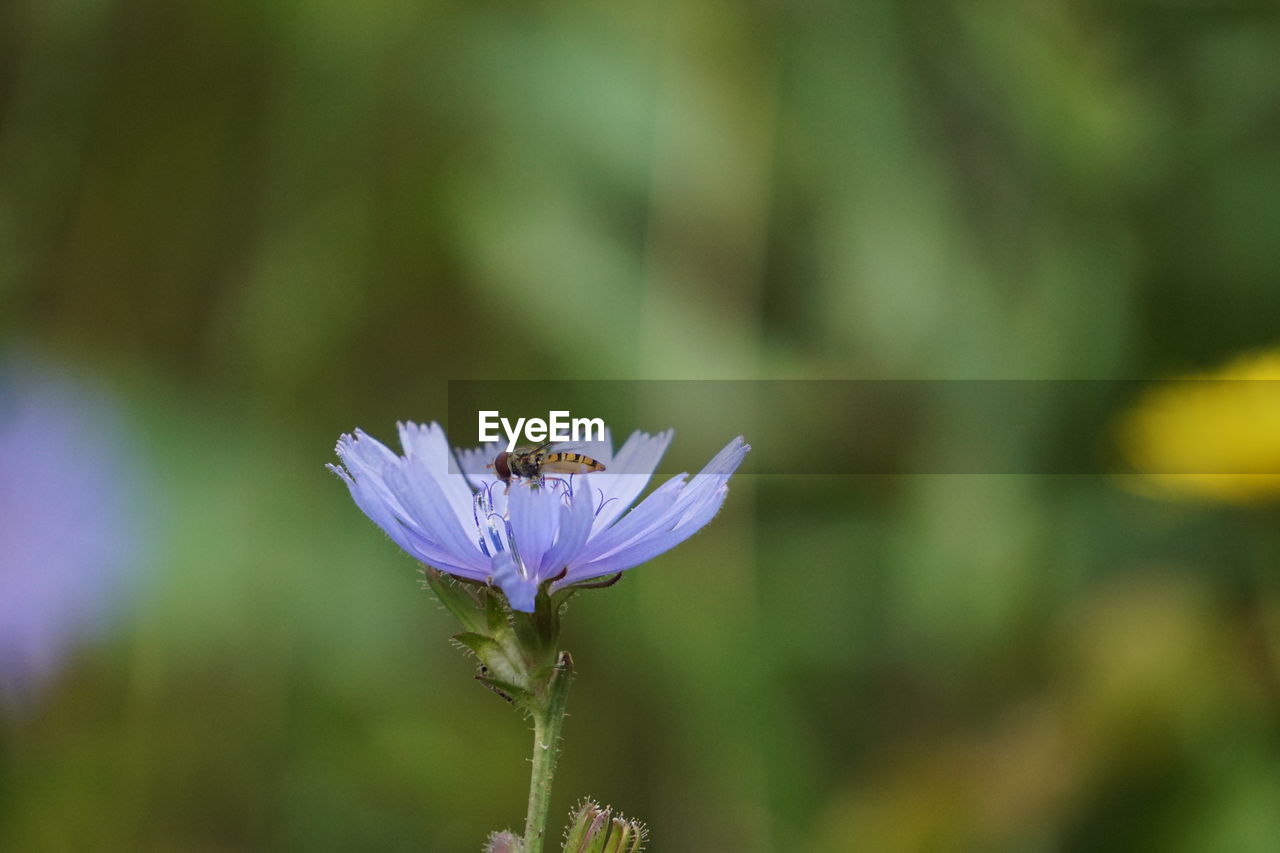 CLOSE-UP OF PURPLE FLOWERING PLANT