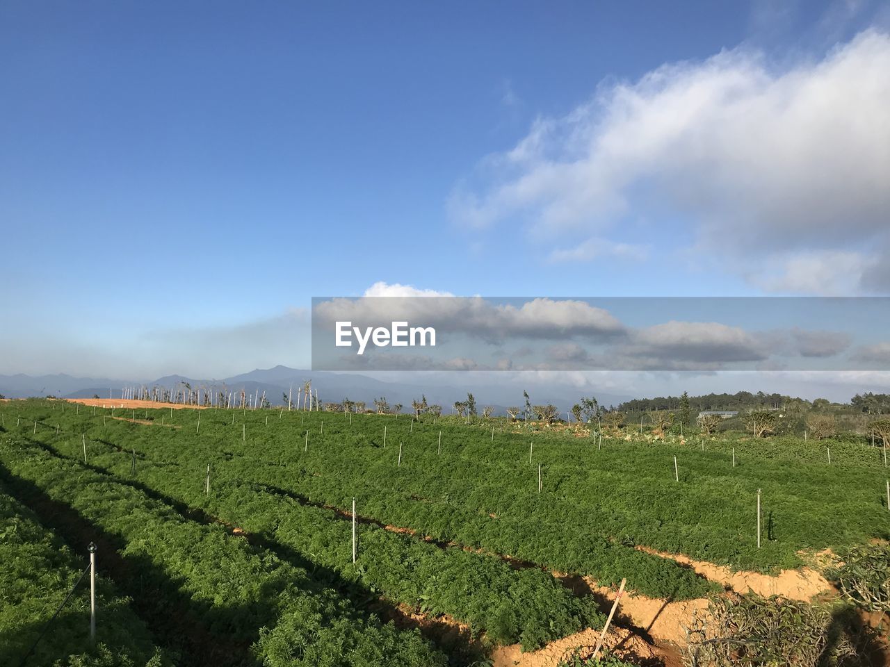 Scenic view of vineyard against sky