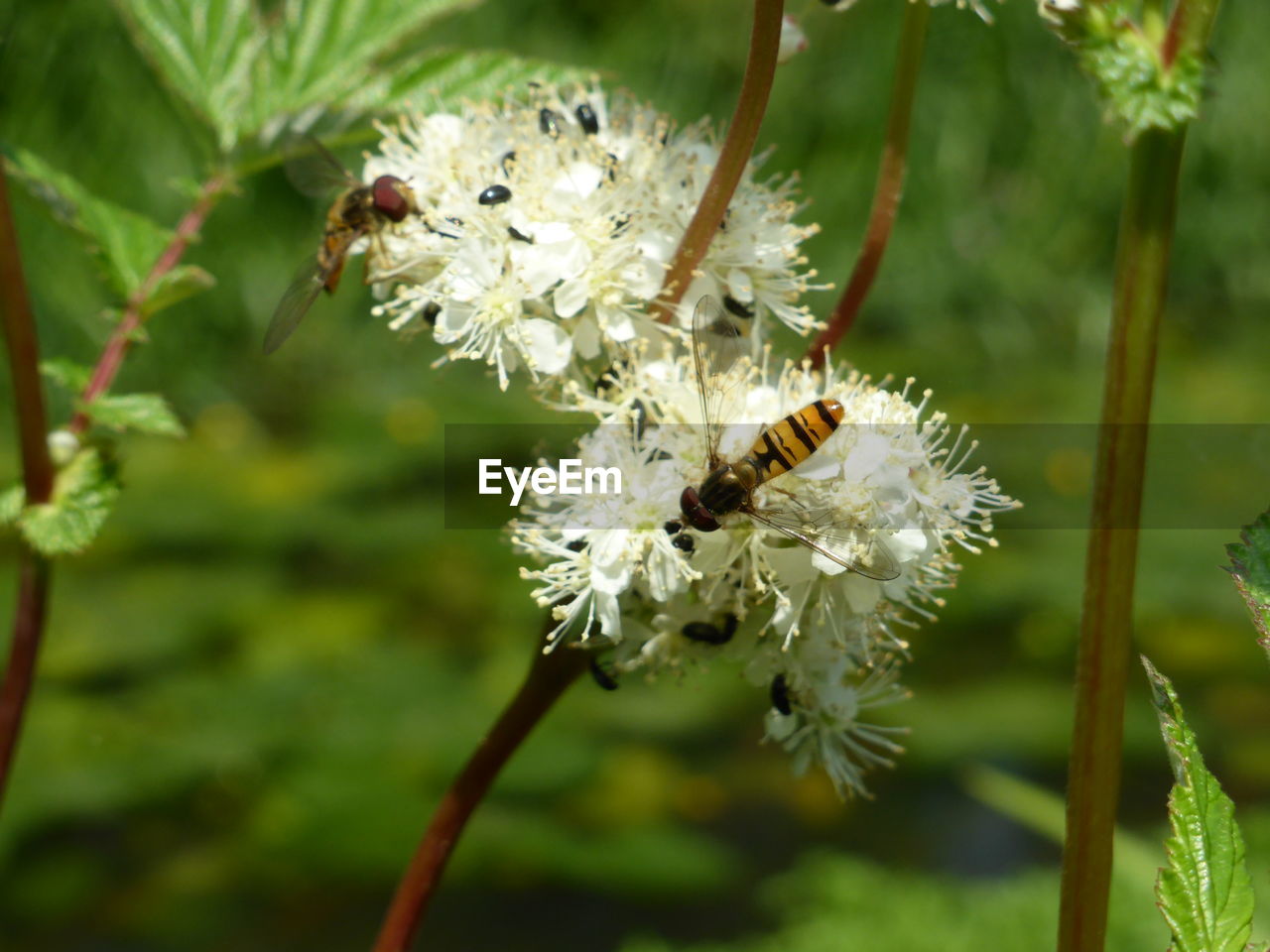 HONEY BEE POLLINATING ON WHITE FLOWER