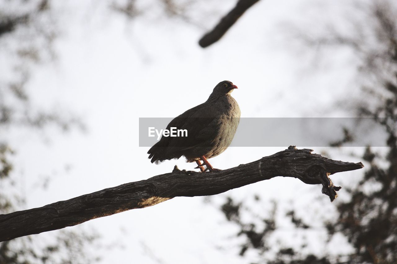 Low angle view of bird perching in tree