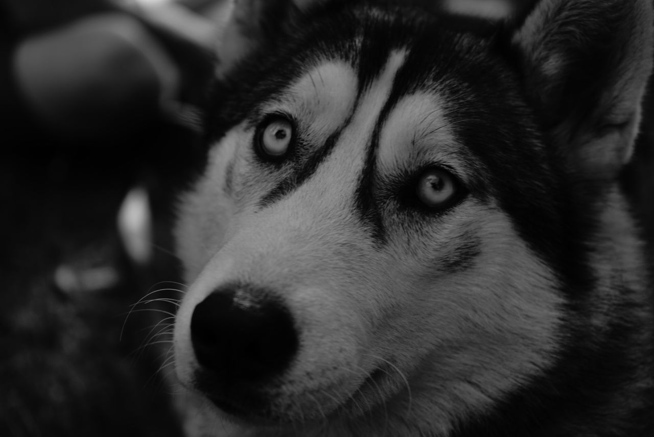 EXTREME CLOSE-UP OF DOG