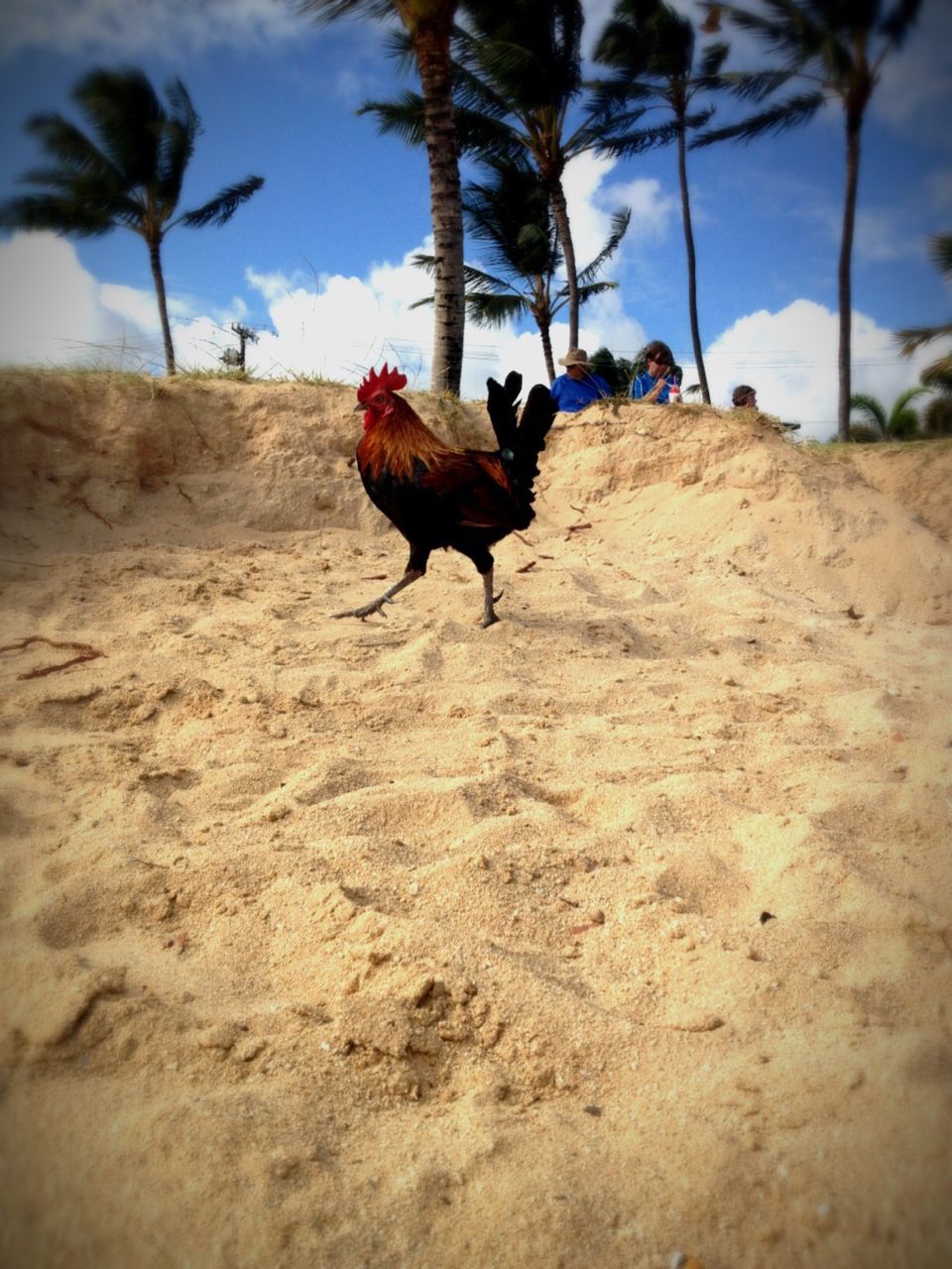 Cockerel walking on beach