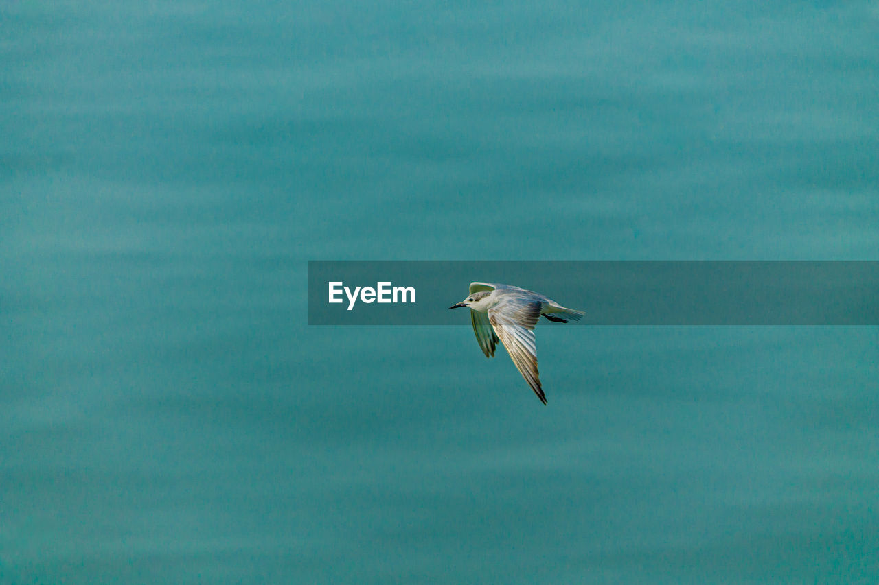 SEAGULL FLYING IN A GREEN WATER