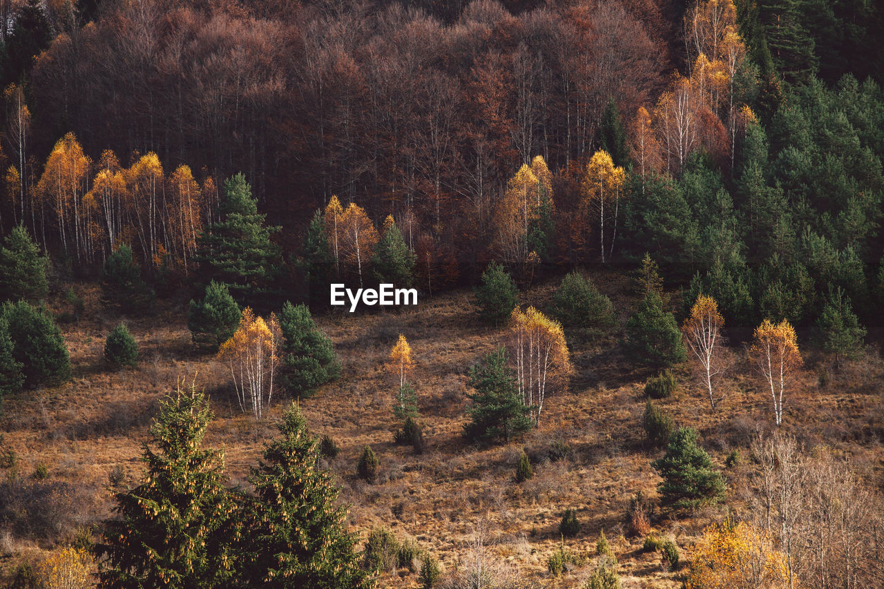 High angle view of pine trees in forest during autumn