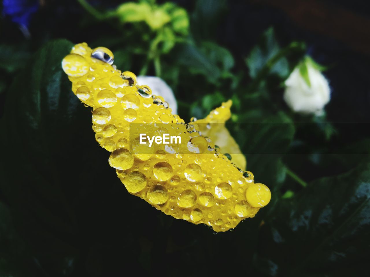 Close-up of wet yellow flower in garden during monsoon