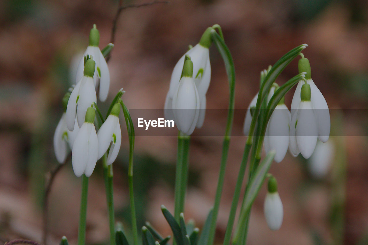 plant, flower, flowering plant, beauty in nature, freshness, close-up, snowdrop, fragility, growth, white, nature, petal, focus on foreground, flower head, inflorescence, no people, springtime, outdoors, day, plant stem, botany, blossom, green, selective focus, bud